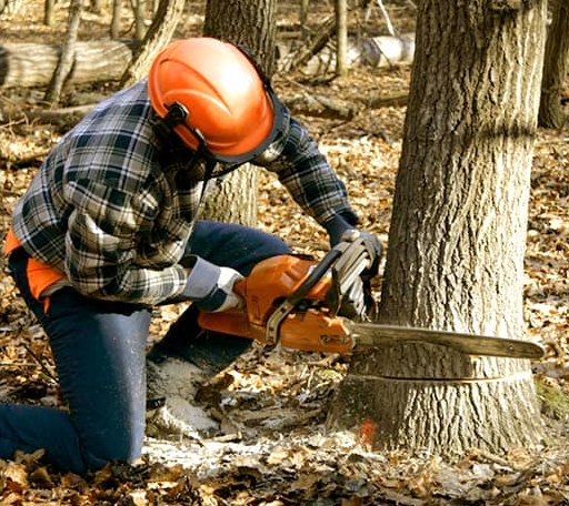 Tree Removal in Fair Haven, MI